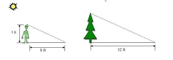 What is the height of the tree?-example-1