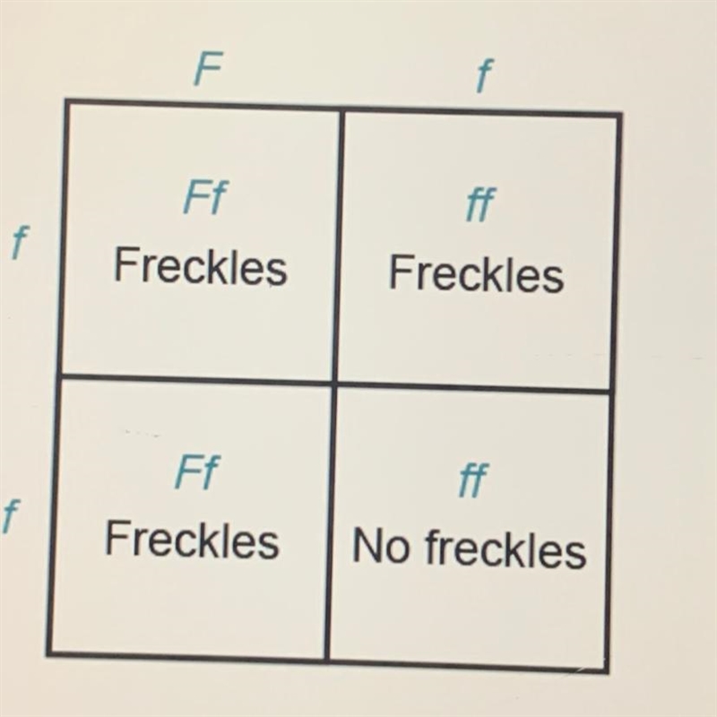 Jade creates a Punnett square to show the cross between a parent with freckles and-example-1