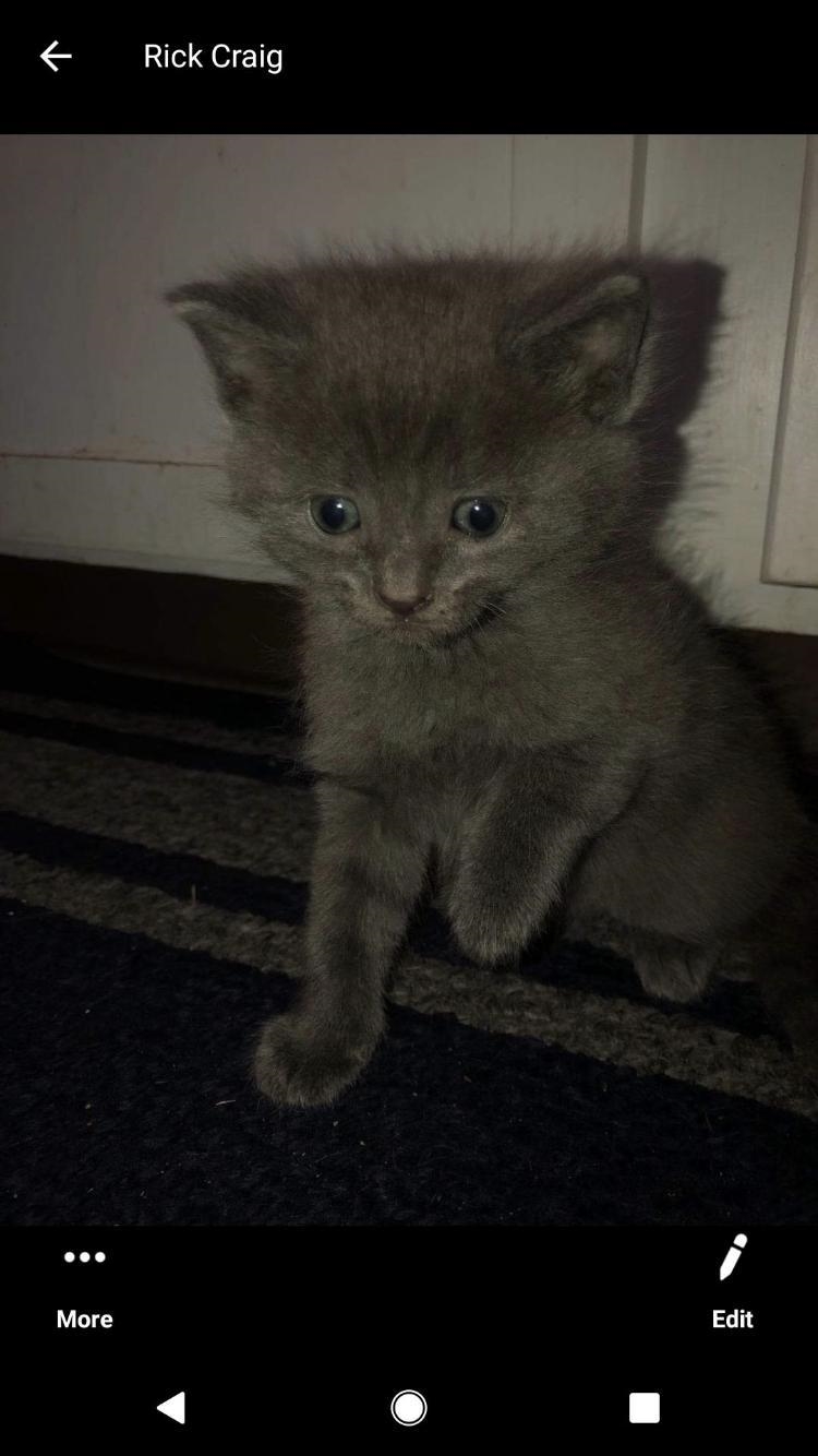 I get this kitten next week and I need help naming her.... any suggestions?-example-1