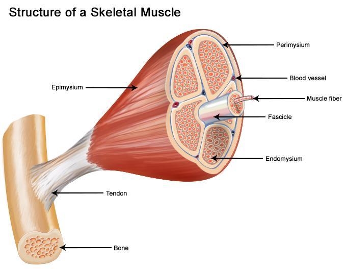 Find the diaphragm. Compare the appearance of this muscle to a skeletal muscle, like-example-1