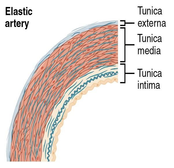 A healthy elastic artery ________. Select one: a. reduces blood flow b. is compliant-example-1