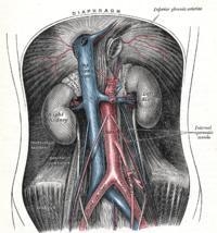 Trace the porcine vascular route from the abdominal aorta to the intestines and into-example-1