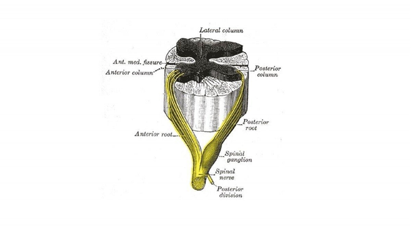 Give two ways the dorsal root ganglia and the visceral ganglia are alike and three-example-1