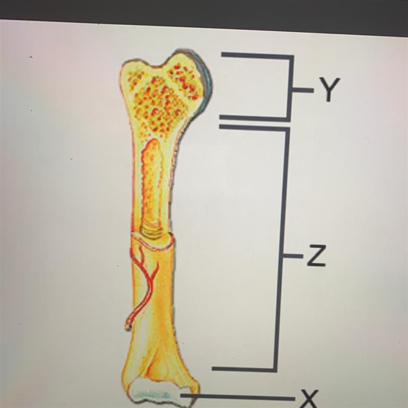 The image below shows the anatomy of a long bone. -Z Х Which part of the bone is represented-example-1