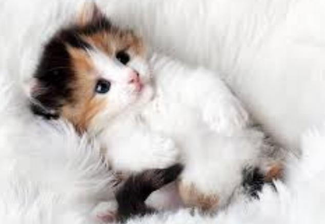 Keep ur heads up these kittens will cheer u up we can do this together we can get-example-2