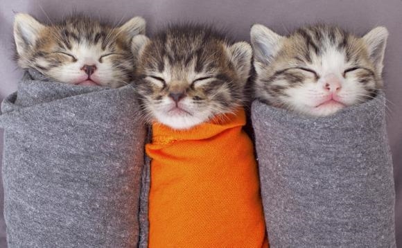 Keep ur heads up these kittens will cheer u up we can do this together we can get-example-3