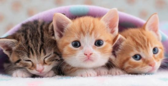 Keep ur heads up these kittens will cheer u up we can do this together we can get-example-4