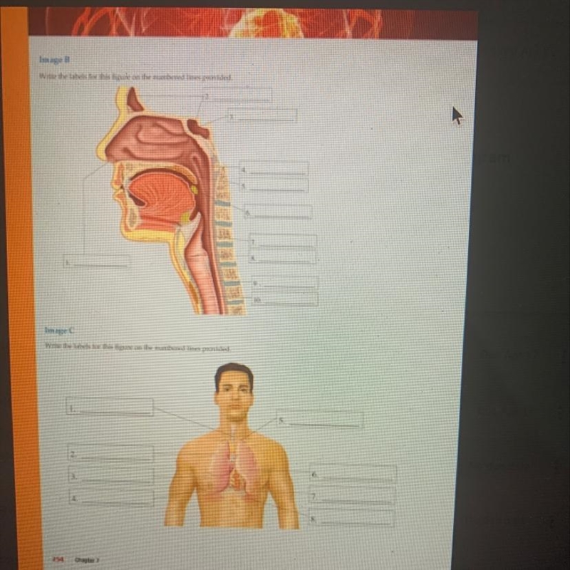 Resporatory diagram-example-1