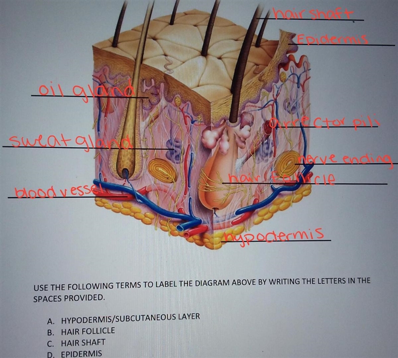 Help me name the Skin Diagram please-example-1