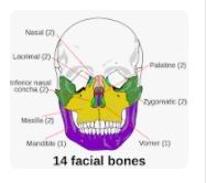 How many facial bones move?-example-1