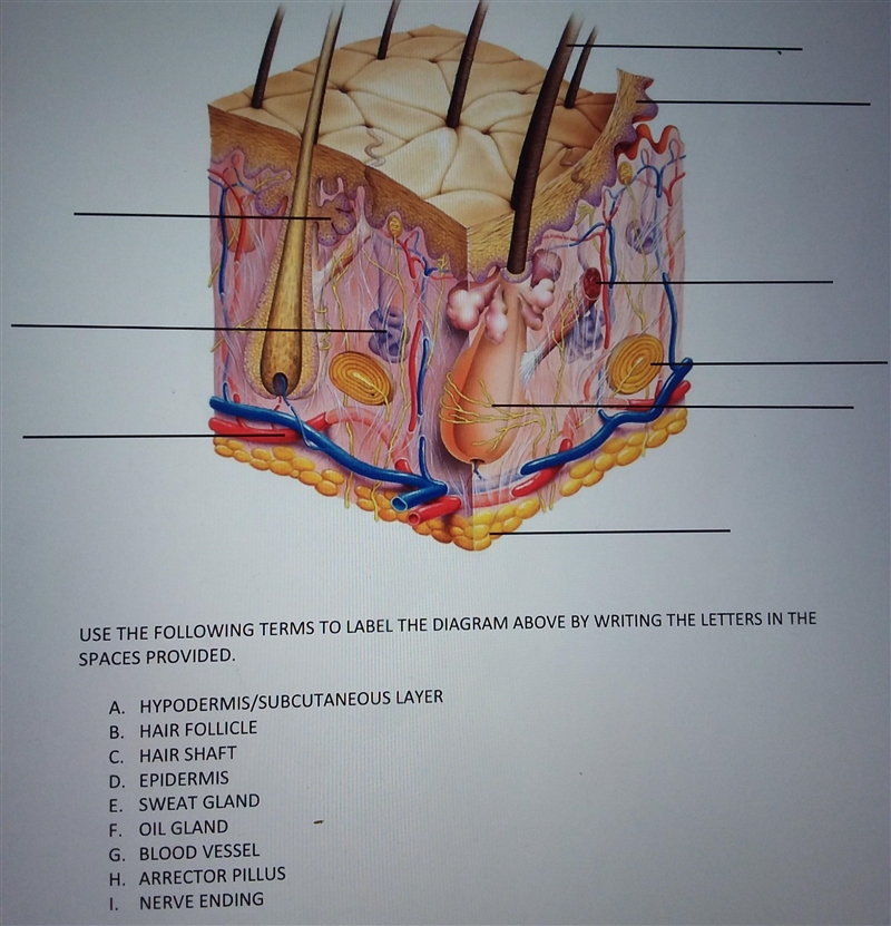 Help me name the Skin Diagram please-example-1