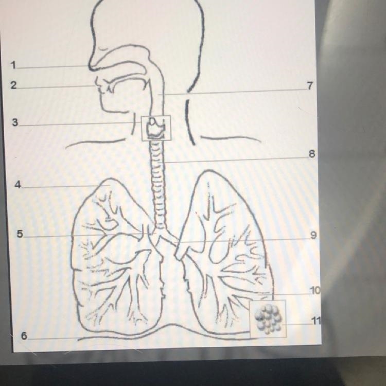 Identify number 8 and number 11-example-1