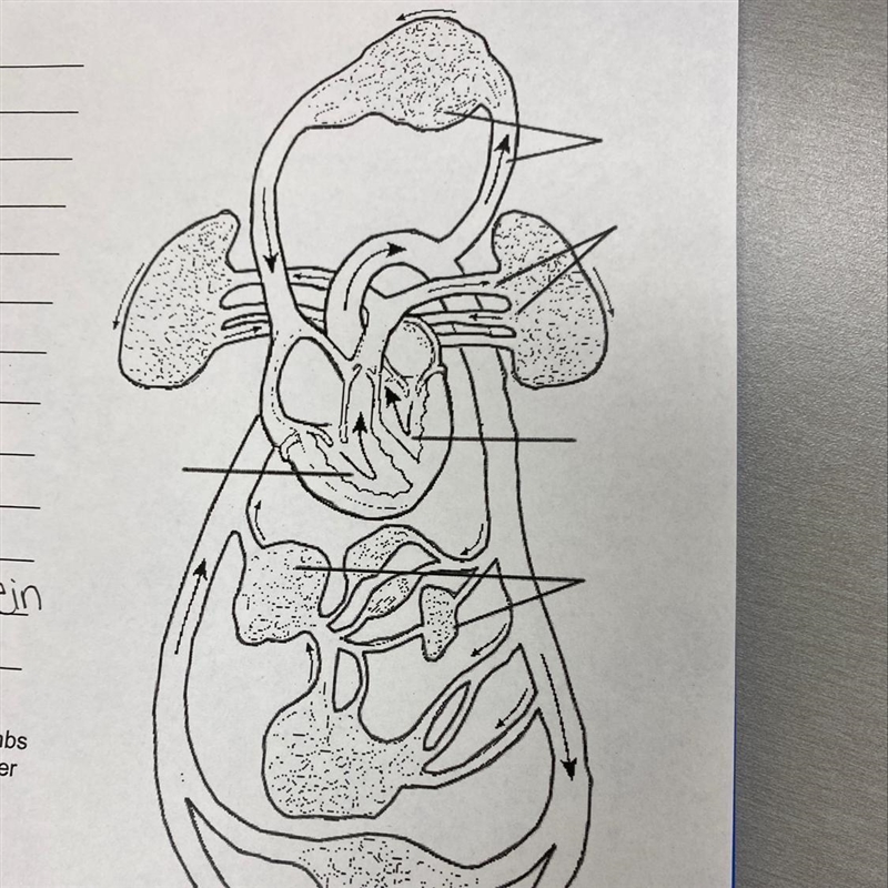 Label the Diagram - Vessels serving the head and upper limbs B - Vessels serving the-example-1