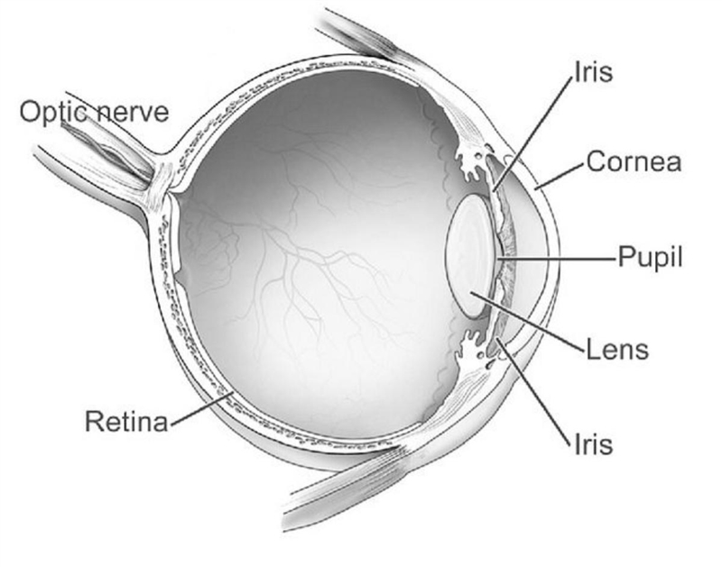 Name the parts 1-7 shown in the drawing of human eye. 1. ______________ 2. ______________ 3. ______________ 4. ______________ 5. ______________ 6. ______________ 7. ______________-example-1