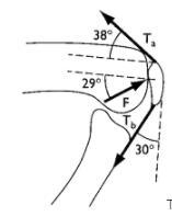 Tendon forces Ta and Tb are exerted on the patella. The femur exerts force F on the-example-1