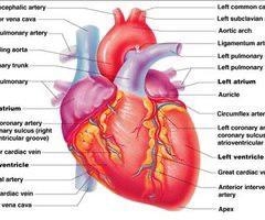 Label the different parts of a heart:-example-1