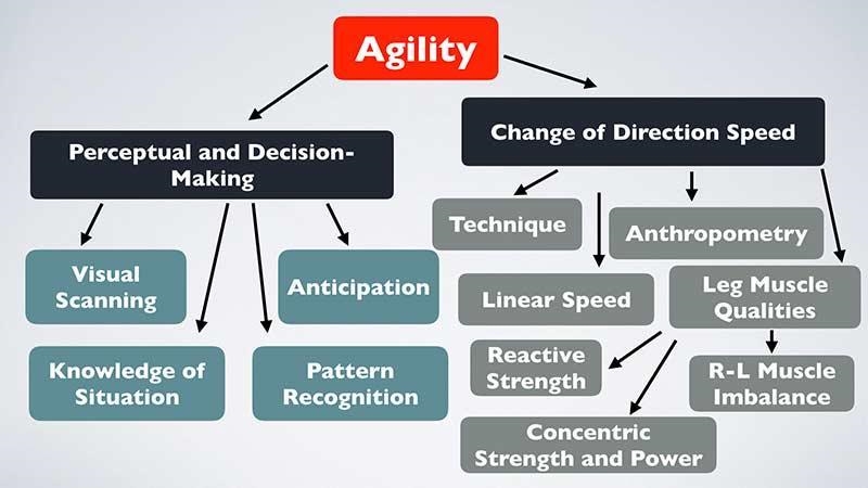 Create a body composition and agility chart. PLEASE HELP And also help me with my-example-2