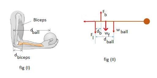 What is the magnitude of the force exerted by the biceps FbicepsFbicepsF_biceps? What-example-1