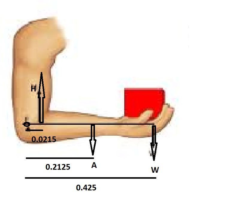 The bones of the forearm (radius and ulna) are hinged to the humerus at the elbow-example-1