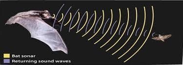 Bats are sensitive to very small changes in frequency of the reflected waves. What-example-1