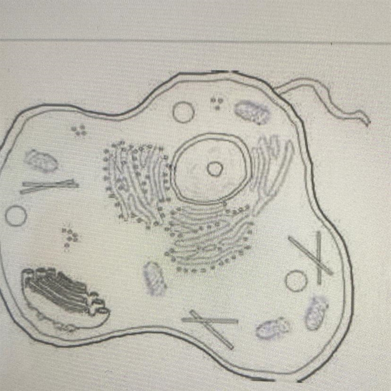 Ned is learning about cells in science class. He drew a picture to model a cell. What-example-1