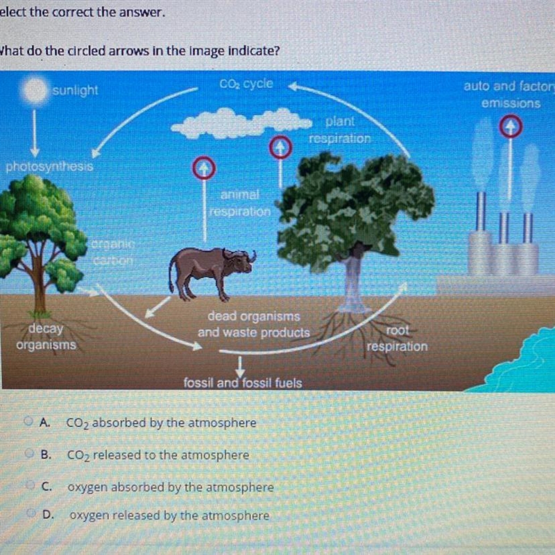 Select the correct the answer. What do the circled arrows in the image indicate? A-example-1