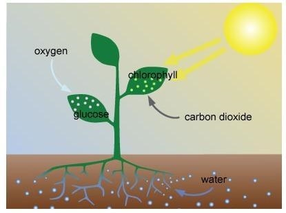 PLEASE HELP 100 POINTS!!!!! Study this image of the process of photosynthesis. What-example-1