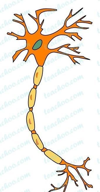 Make a sketch of the human nerve cell. What function do nerve cells perform-example-1