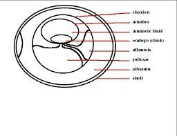 Is the chorion the yolk of the egg-example-1