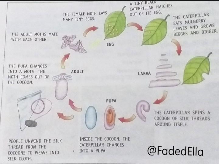 Draw a diagram to show the life-cycle of a silk moth.​-example-1