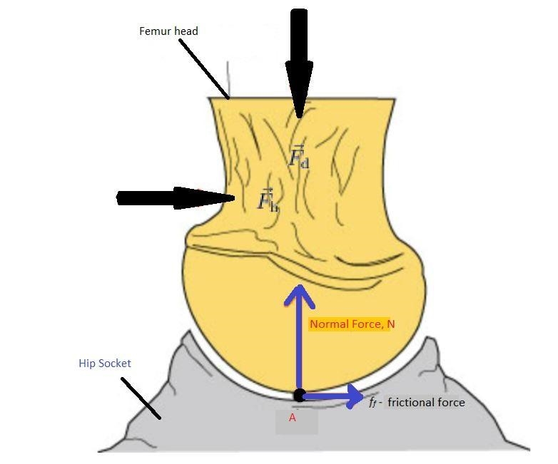 The lubrication of bone joints is a subject of ongoing medical research. Two bones-example-1