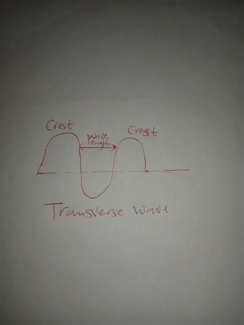 In a transverse wave wavelength can be measured as the distance between a. Two adjacent-example-1