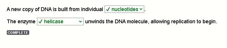 A new copy of DNA is built from individual genes . The enzyme unwinds the DNA molecule-example-1