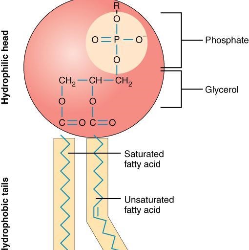 Fatty acids have a hydrophilic head attached to a hydrophobic tail. As such we say-example-1