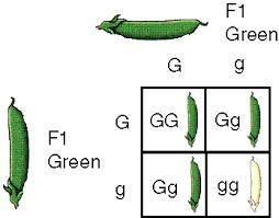 In pea plants, the trait for green seed pods (G) is dominant over the trait for yellow-example-1