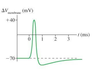 What is the strength of the electric field inside the membrane just before the action-example-2