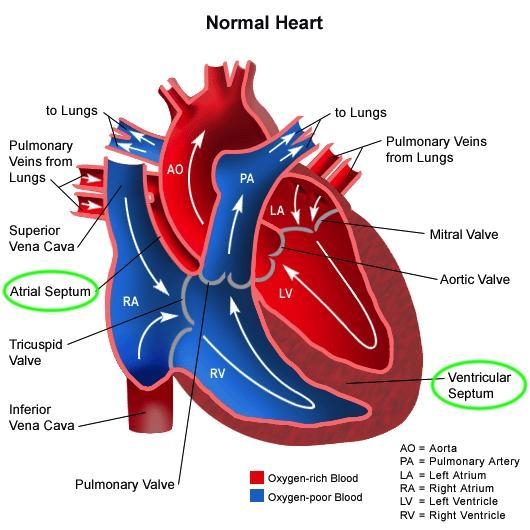 In the heart, what separates the oxygenated and deoxygenated blood? A. Ventricle B-example-1