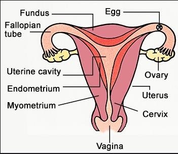 Identify and explain the role of all the parts of the female reproductive system.-example-1