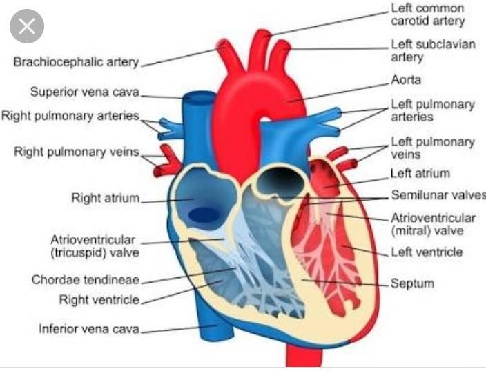 The heart is the main organ of the circulatory system and is responsible for pumping-example-1