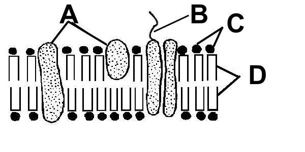 Which of the following is true of the structures labeled A in the cell membrane? Choose-example-1