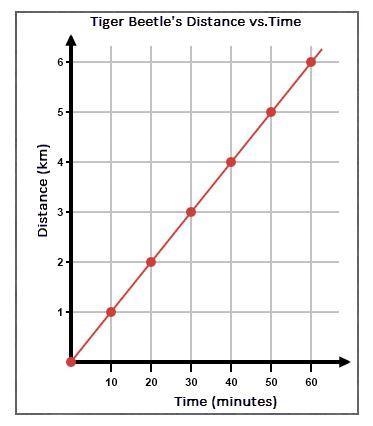 Please help 25 points! Calculate the Tiger Beetle's Speed as shown in the graph below-example-1