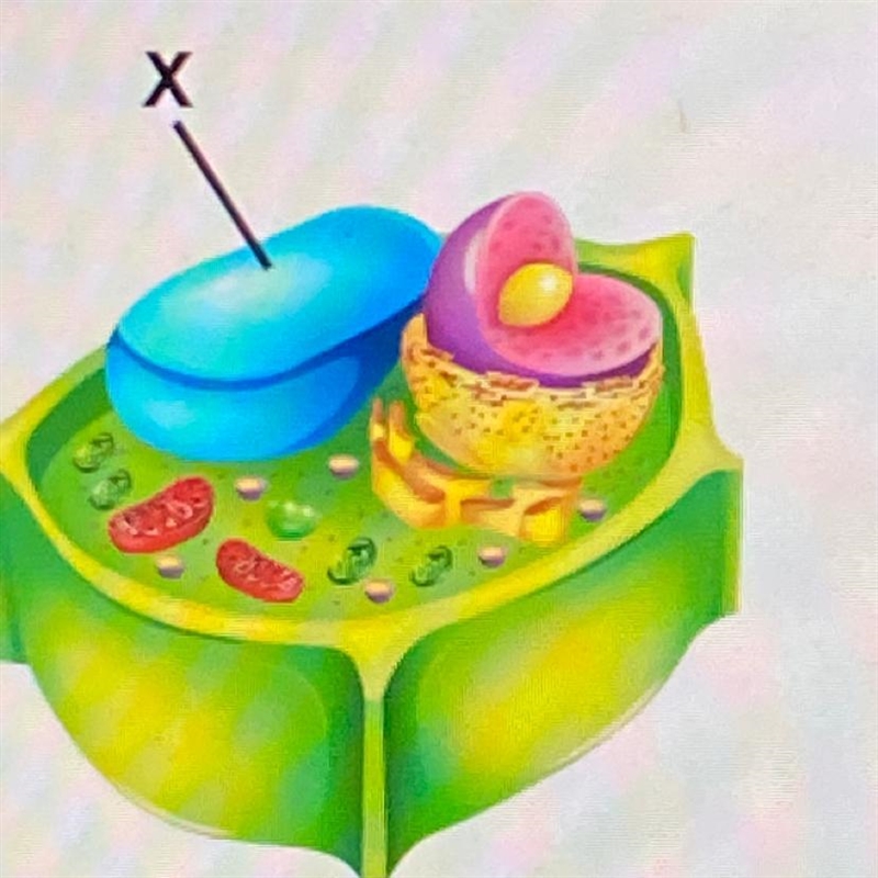 Examine the diagram of a cell.Which organelle is marked with an X? lysosome Golgi-example-1