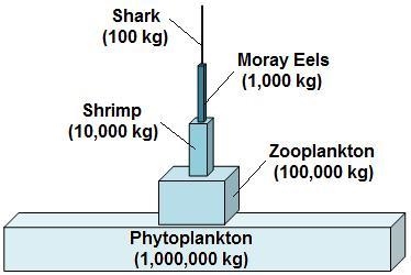 The diagram below shows the relative amounts of biomass within an ecosystem. According-example-1