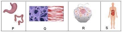 Which box depicts the tissue level of organization? A) P B) Q C) R D) S-example-1