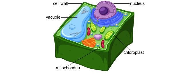 The image below shows a model of a plant cell. All cells need energy to live. How-example-1