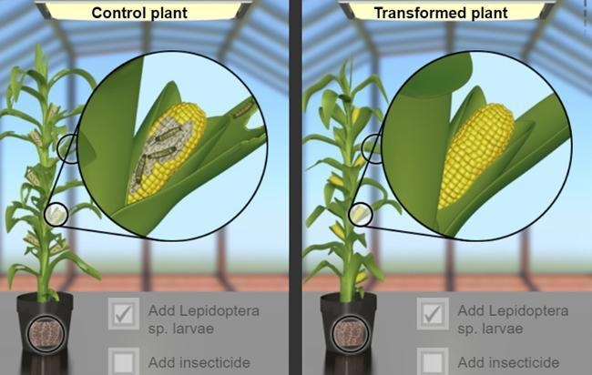 The corn plants in the image below have been grown with Lepidoptera sp. larvae, insects-example-1