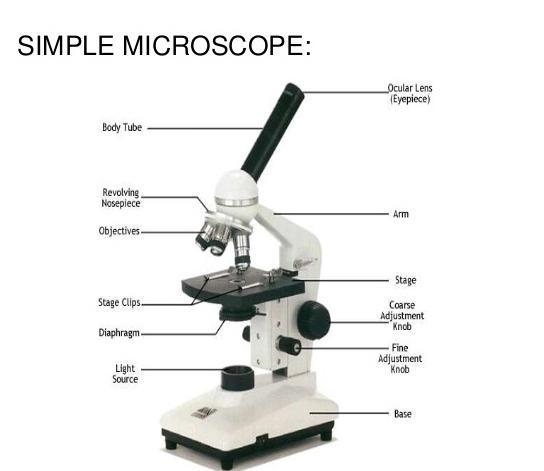 Does anyone know what the Diaphragm on the microscope does?-example-1