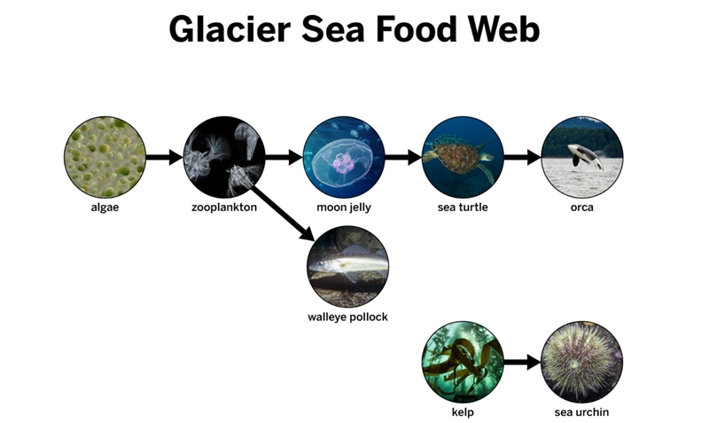 Do you think a population besides the moon jellies’ consumer population (sea turtles-example-1