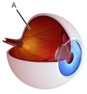 The picture shows the inside of an eye. Which would be found in structure A? A. retina-example-1