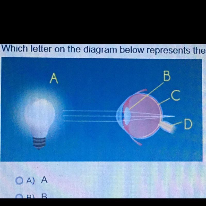 Which letter on the diagram below represents the retina of the eye? A) A B) B C) C-example-1